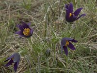 Pulsatilla rubra ssp rubra 22, Saxifraga-Willem van Kruijsbergen