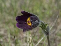 Pulsatilla rubra ssp rubra 23, Saxifraga-Willem van Kruijsbergen