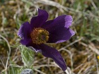 Pulsatilla rubra ssp rubra 4, Saxifraga-Willem van Kruijsbergen