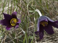 Pulsatilla rubra ssp rubra 6, Saxifraga-Willem van Kruijsbergen