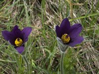 Pulsatilla rubra ssp rubra 9, Saxifraga-Willem van Kruijsbergen