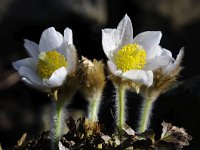 Pulsatilla vernalis 39, Saxifraga-Luuk Vermeer