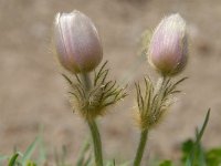 Pulsatilla vernalis 45, Saxifraga-Luuk Vermeer