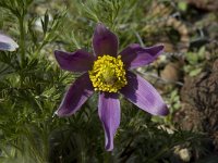 Pulsatilla vulgaris, Pasque Flower