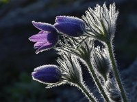 Pulsatilla vulgaris 35, Wildemanskruid, Saxifraga-Luuk Vermeer