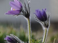 Pulsatilla vulgaris 37, Wildemanskruid, Saxifraga-Luuk Vermeer