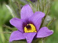 Pulsatilla vulgaris 41, Wildemanskruid, Saxifraga-Sonja Bouwman  851. Wildemanskruid - Pulsatilla vulgaris - Ranunculaceae familie (uitgestorven) Utrecht