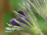 Pulsatilla vulgaris 42, Wildemanskruid, Saxifraga-Sonja Bouwman  851. Wildemanskruid - Pulsatilla vulgaris - Ranunculaceae familie (uitgestorven)