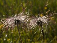Pulsatilla vulgaris 44, Wildemanskruid, Saxifraga-Jan Nijendijk