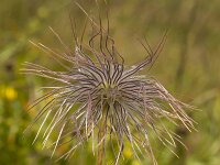 Pulsatilla vulgaris 45, Wildemanskruid, Saxifraga-Jan Nijendijk
