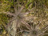 Pulsatilla vulgaris 46, Wildemanskruid, Saxifraga-Jan Nijendijk