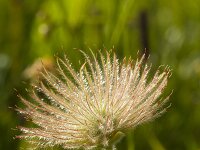 Pulsatilla vulgaris 47, Wildemanskruid, Saxifraga-Jan Nijendijk