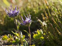 Pulsatilla vulgaris 49, Wildemanskruid, Saxifraga-Jan Nijendijk