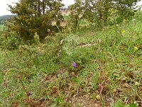 Pulsatilla vulgaris 51, Wildemanskruid, Saxifraga-Hans Grotenhuis