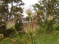 Pulsatilla vulgaris 53, Wildemanskruid, Saxifraga-Hans Grotenhuis