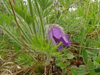Pulsatilla vulgaris 54, Wildemanskruid, Saxifraga-Hans Grotenhuis