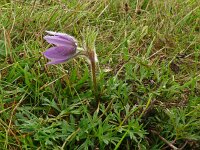 Pulsatilla vulgaris 57, Wildemanskruid, Saxifraga-Hans Grotenhuis