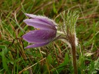 Pulsatilla vulgaris 58, Wildemanskruid, Saxifraga-Hans Grotenhuis
