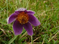 Pulsatilla vulgaris 60, Wildemanskruid, Saxifraga-Hans Grotenhuis