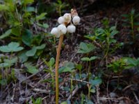 Pyrola minor 30, Klein wintergroen, Saxifraga-Ed Stikvoort