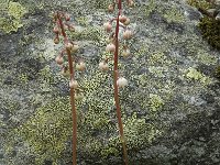 Pyrola minor 1, Klein wintergroen, Saxifraga-Willem van Kruijsbergen