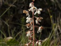 Pyrola minor 10, Klein wintergroen, Saxifraga-Jan van der Straaten