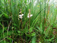 Pyrola minor 12, Klein wintergroen, Saxifraga-Mark Zekhuis