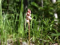 Pyrola minor 14, Klein wintergroen, Saxifraga-Simone van Velzen