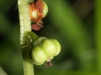 Pyrola minor 15, Klein wintergroen, Saxifraga-Rutger Barendse