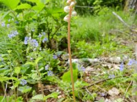 Pyrola minor 17, Klein wintergroen, Saxifraga-Rutger Barendse