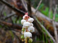 Pyrola minor 19, Klein wintergroen, Saxifraga-Ed Stikvoort