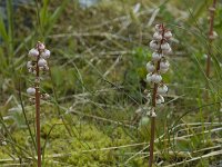 Pyrola minor 2, Klein wintergroen, Saxifraga-Willem van Kruijsbergen