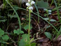 Pyrola minor 22, Klein wintergroen, Saxifraga-Ed Stikvoort