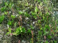 Pyrola minor 23, Klein wintergroen, Saxifraga-Ed Stikvoort