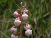 Pyrola minor 25, Klein wintergroen, Saxifraga-Ed Stikvoort