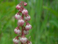 Pyrola minor 27, Klein wintergroen, Saxifraga-Ed Stikvoort