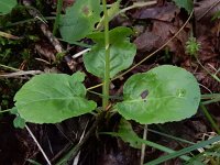 Pyrola minor 28, Klein wintergroen, Saxifraga-Ed Stikvoort