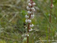 Pyrola minor 3, Klein wintergroen, Saxifraga-Willem van Kruijsbergen