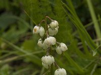 Pyrola minor 4, Klein wintergroen, Saxifraga-Willem van Kruijsbergen