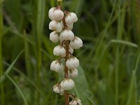 Pyrola minor 6, Klein wintergroen, Saxifraga-Willem van Kruijsbergen