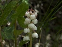 Pyrola minor 7, Klein wintergroen, Saxifraga-Willem van Kruijsbergen