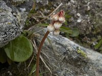 Pyrola minor 8, Klein wintergroen, Saxifraga-Willem van Kruijsbergen