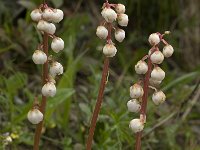 Pyrola minor 9, Klein wintergroen, Saxifraga-Willem van Kruijsbergen