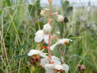 Pyrola rotundifolia 50, Rond wintergroen, Saxifraga-Rutger Barendse