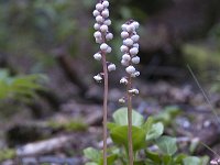 Pyrola rotundifolia 57, Rond wintergroen, Saxifraga-Luuk Vermeer