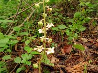 Pyrola rotundifolia 60, Rond wintergroen, Saxifraga-Hans Grotenhuis