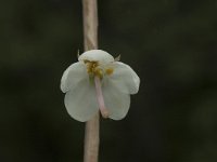 Pyrola rotundifolia 1, Rond wintergroen, Saxifraga-Jan van der Straaten