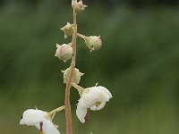 Pyrola rotundifolia 10, Rond wintergroen, Saxifraga-Willem van Kruijsbergen