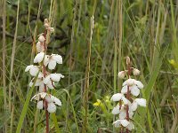 Pyrola rotundifolia 11, Rond wintergroen, Saxifraga-Willem van Kruijsbergen