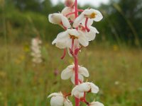 Pyrola rotundifolia 12, Rond wintergroen, Saxifraga-Ed Stikvoort